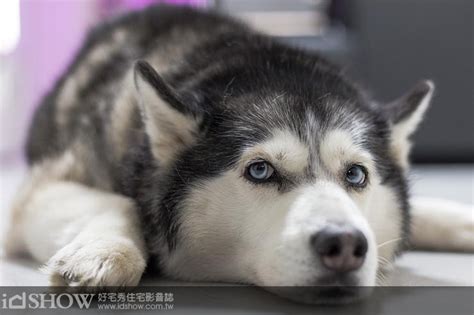 養狗 風水|養寵物也要看風水，事關運氣誰敢嘴？ 